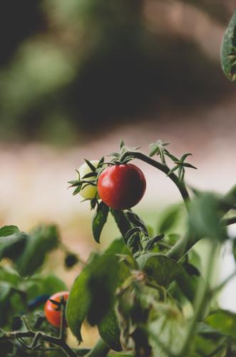 Tomaten düngen mit Bio-Pferdedung